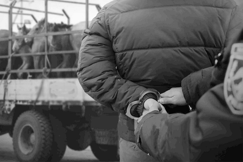 Мал хулгайлах гэмт хэргийн улмаас учирсан 873 сая төгрөгийн хохирлыг нөхөн төлүүлжээ